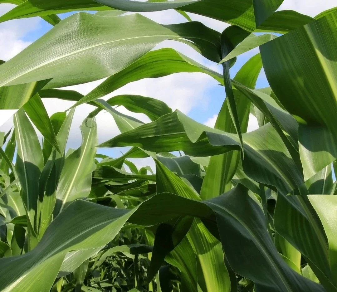 Campo en venta de 250ha ubicado en 9 de Julio - Imagen 1