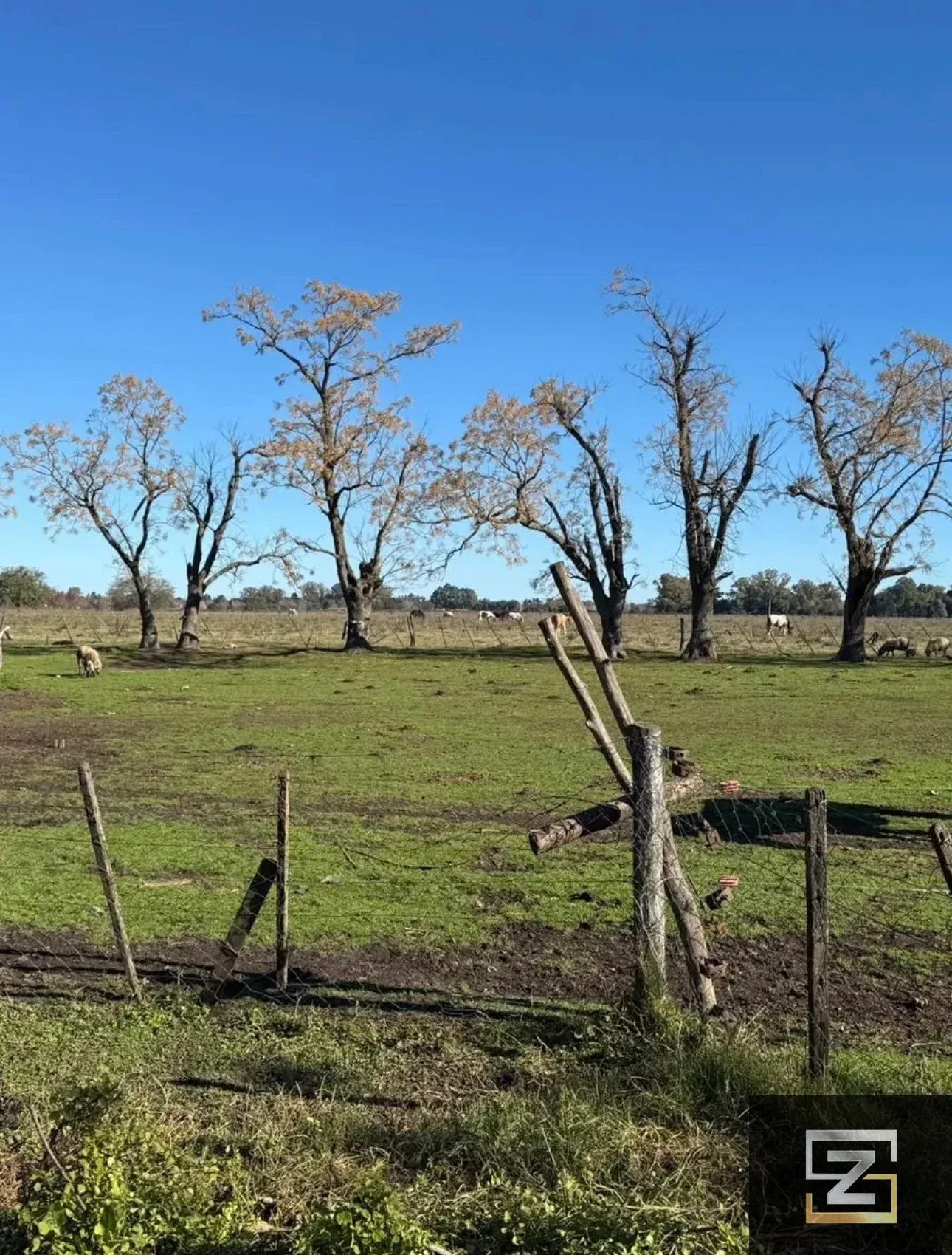 Campo en venta de 41ha ubicado en Cañuelas, ideal inversión. - Imagen 3