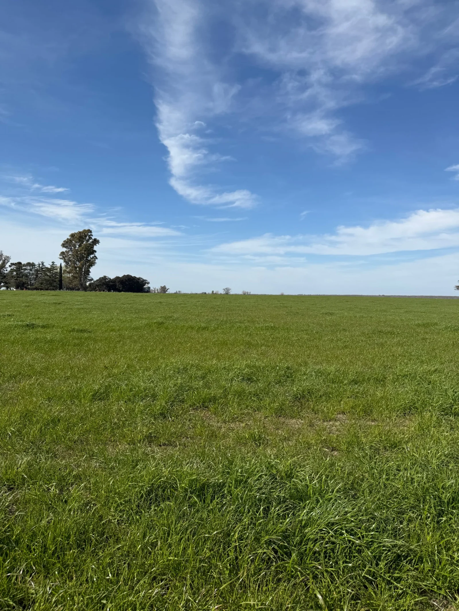Campo en venta de 130ha ubicado en Mercedes - Imagen 2