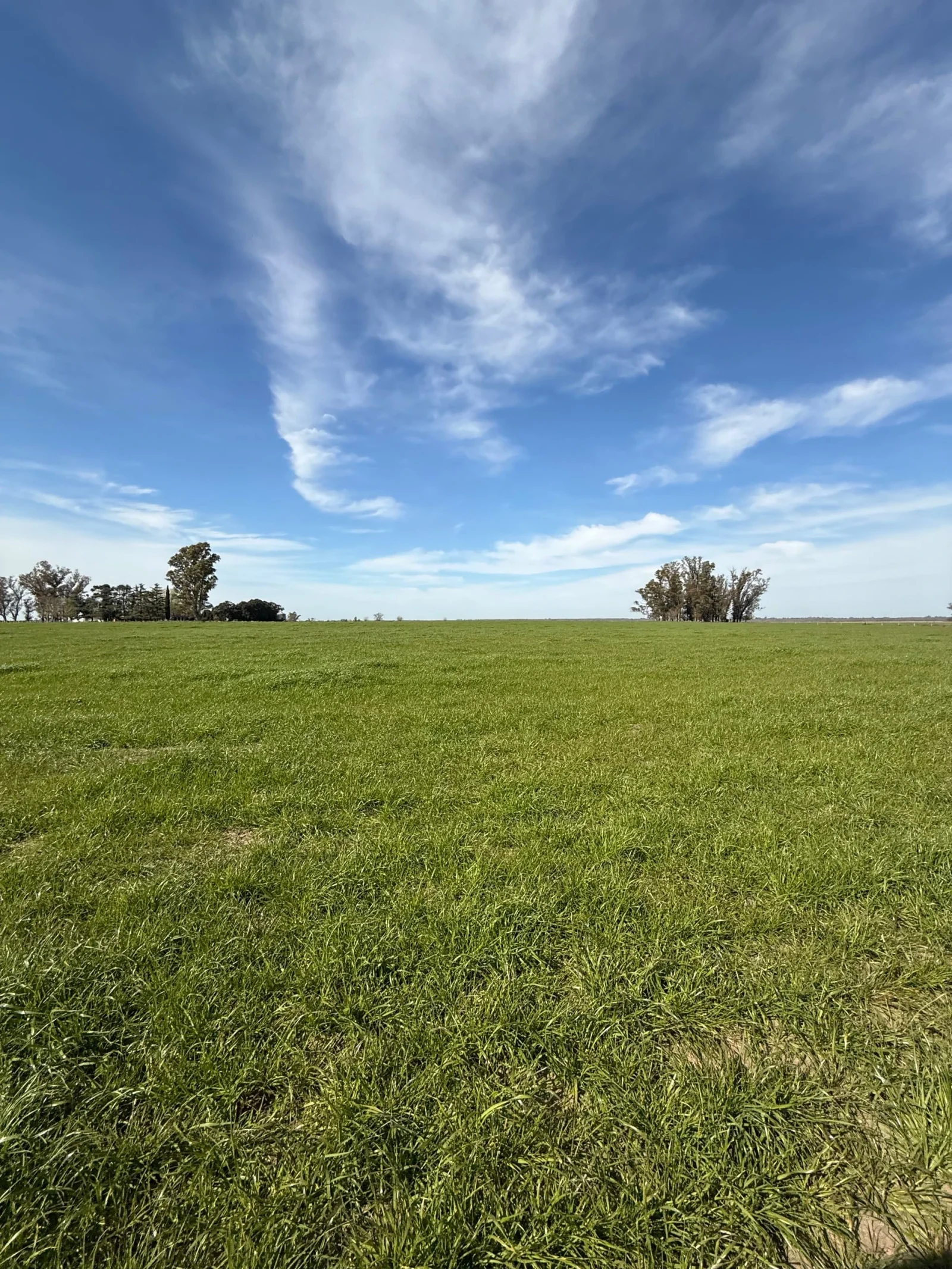 Campo en venta de 130ha ubicado en Mercedes - Imagen 3