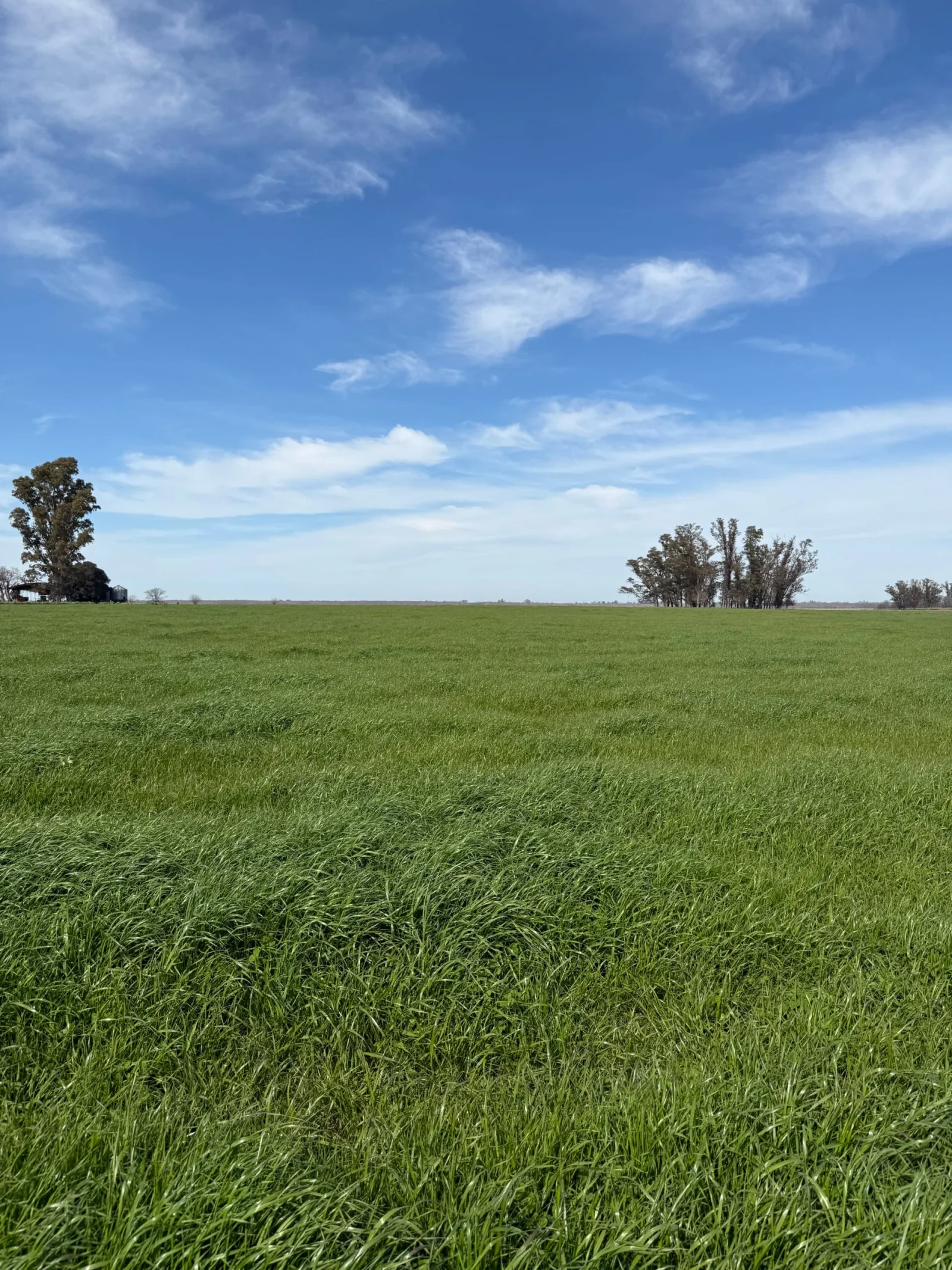 Campo en venta de 130ha ubicado en Mercedes - Imagen 1
