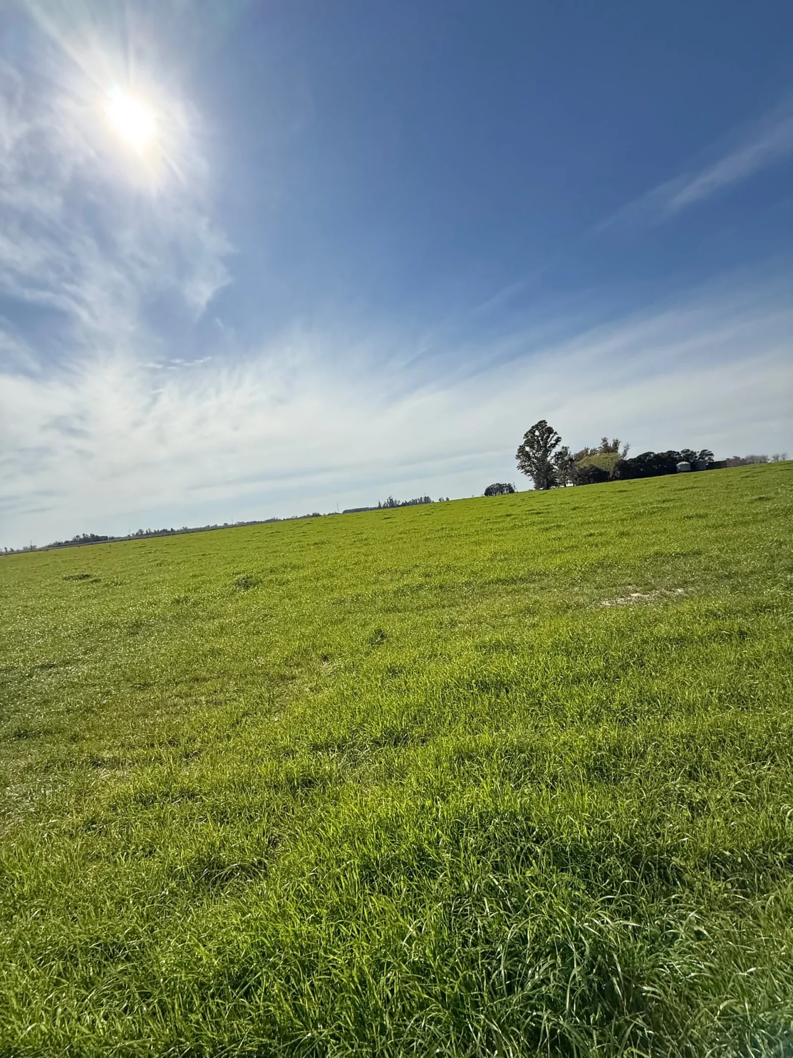 Campo en venta de 130ha ubicado en Mercedes - Imagen 4