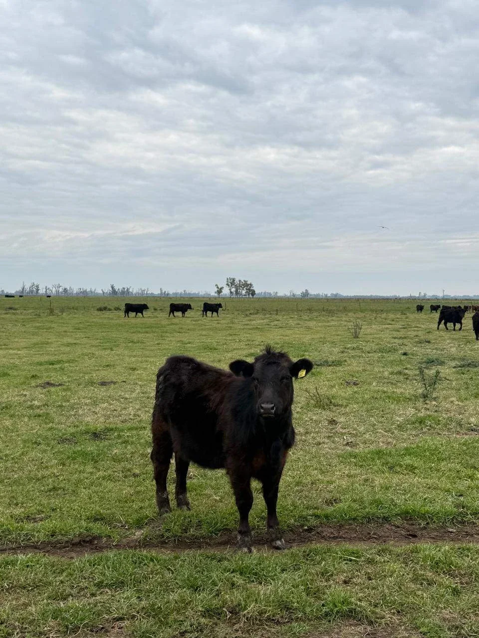 Campo en venta de 480 has ubicado en Mercedes, Bs As - Imagen 4