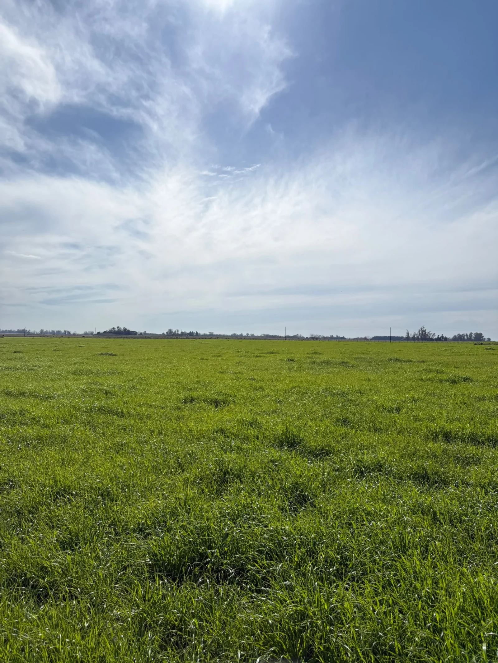 Campo en venta de 130ha ubicado en Mercedes - Imagen 5
