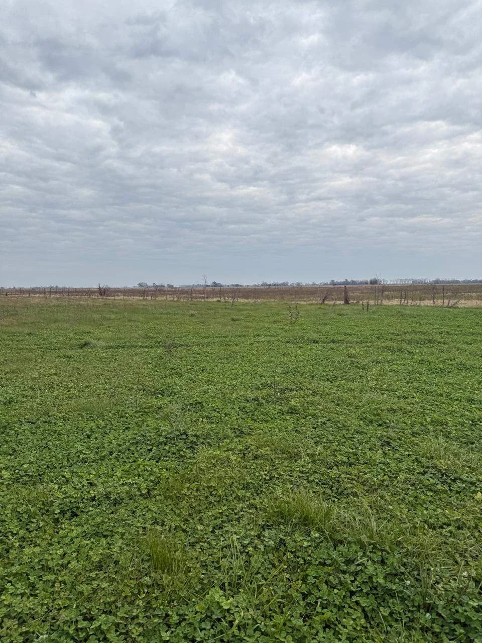 Campo en venta de 480 has ubicado en Mercedes, Bs As - Imagen 3