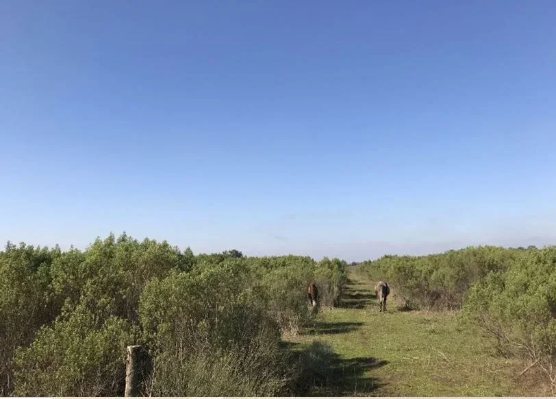 Terreno / Lote en venta de 5000m2 ubicado en Zelaya - Imagen 2