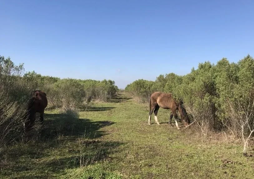 Terreno / Lote en venta de 5000m2 ubicado en Zelaya - Imagen 1