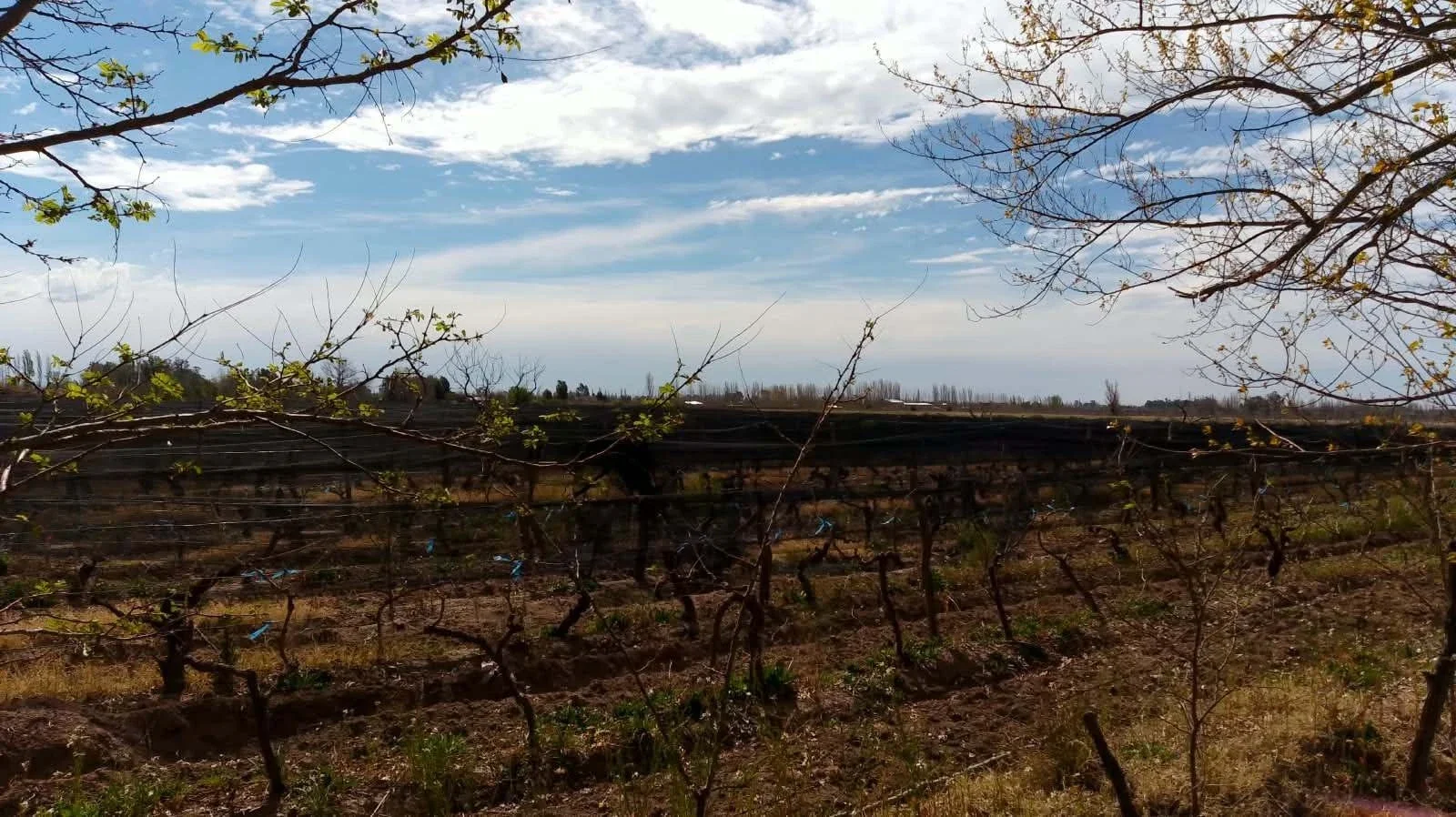 Excepcional finca de 10 hectáreas, Oportunidad!! San Rafael Mendoza - Imagen 1