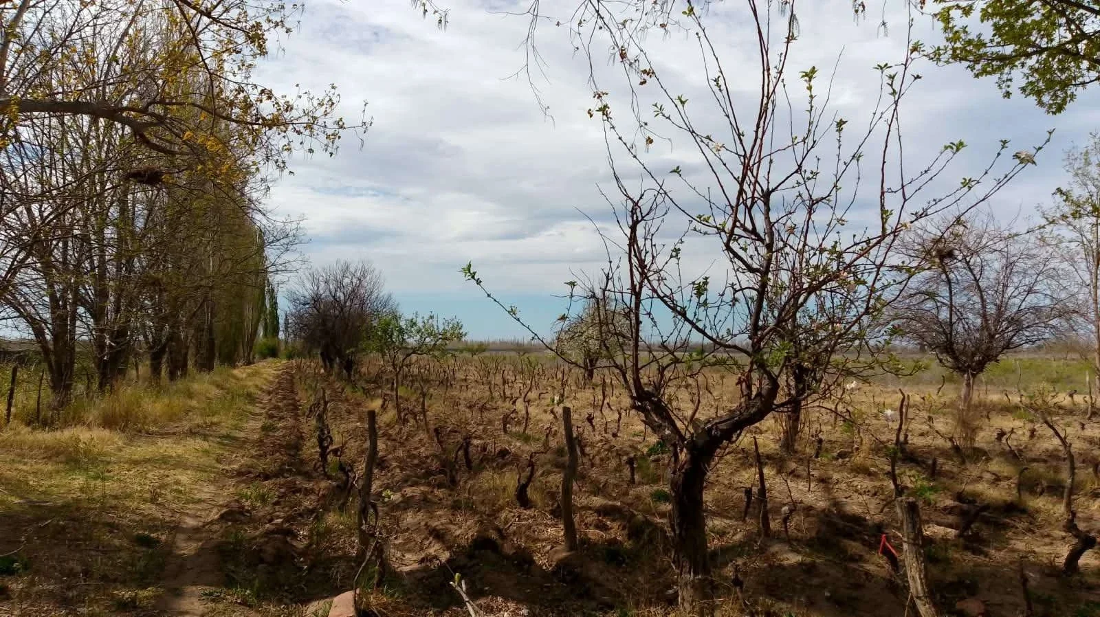 Excepcional finca de 10 hectáreas, Oportunidad!! San Rafael Mendoza - Imagen 2