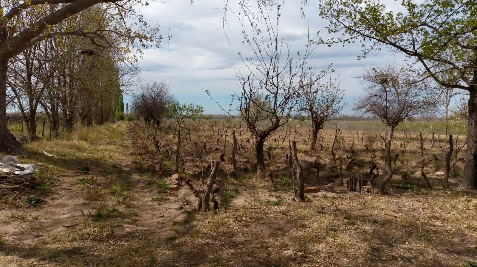 Excepcional finca de 10 hectáreas, Oportunidad!! San Rafael Mendoza - Imagen 4