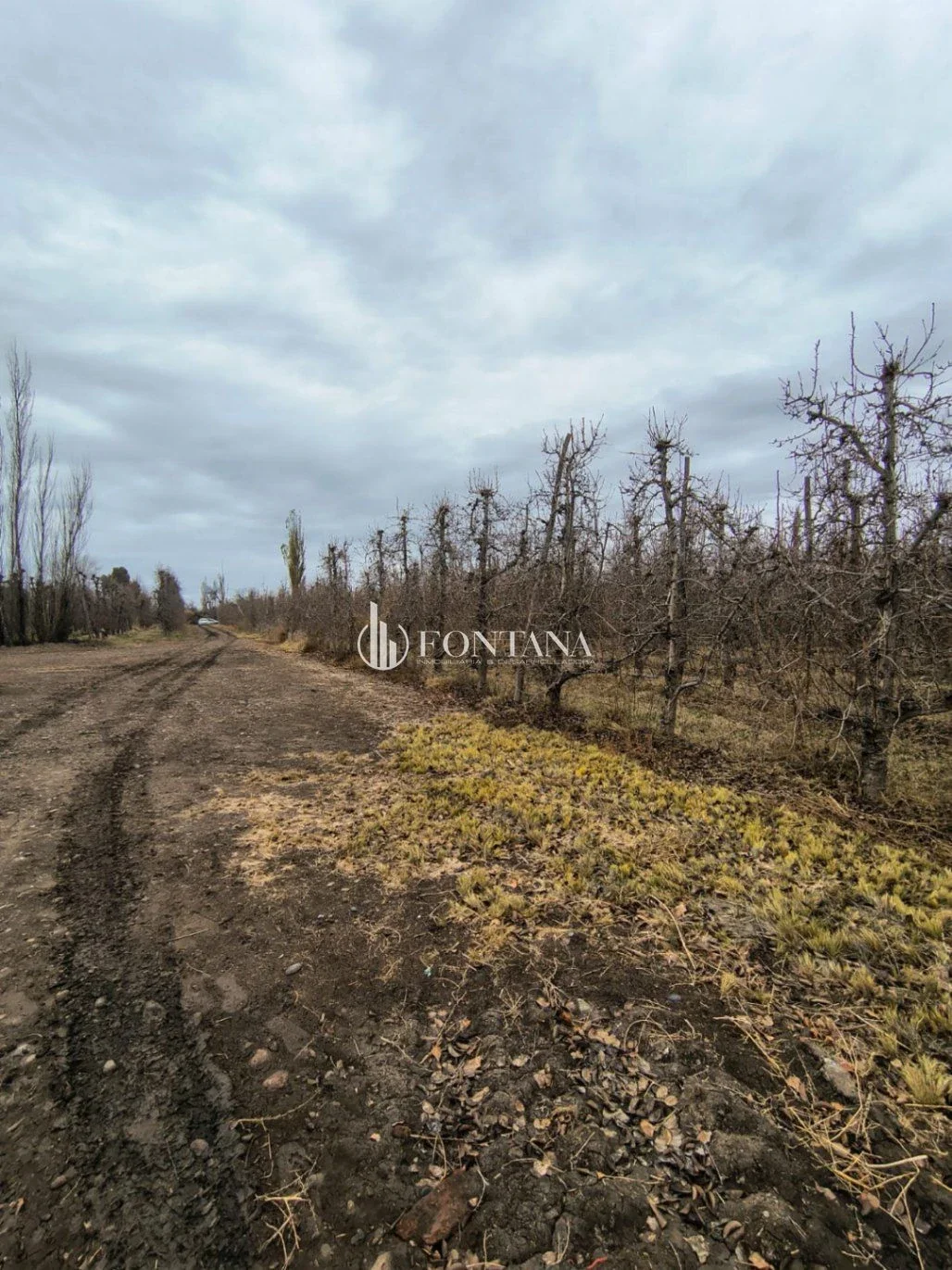 Chacra en venta de 10000m2 ubicado en General Enrique Godoy - Imagen 2
