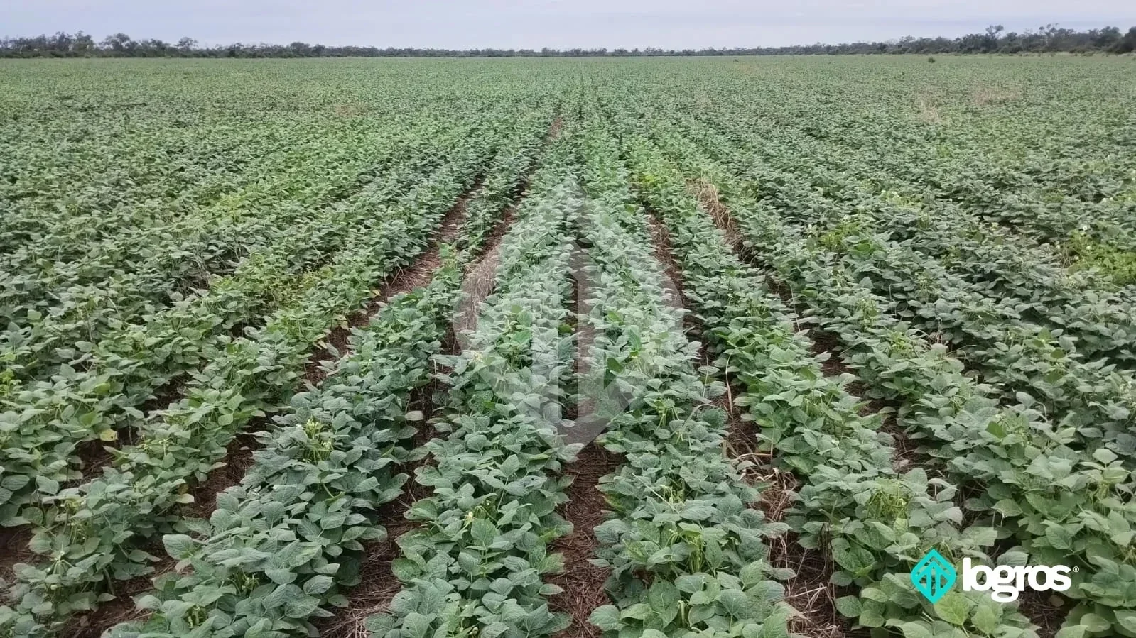 Campo agrícola en producción de 1.540 ha | Dpto. Metán | Salta - Imagen 2
