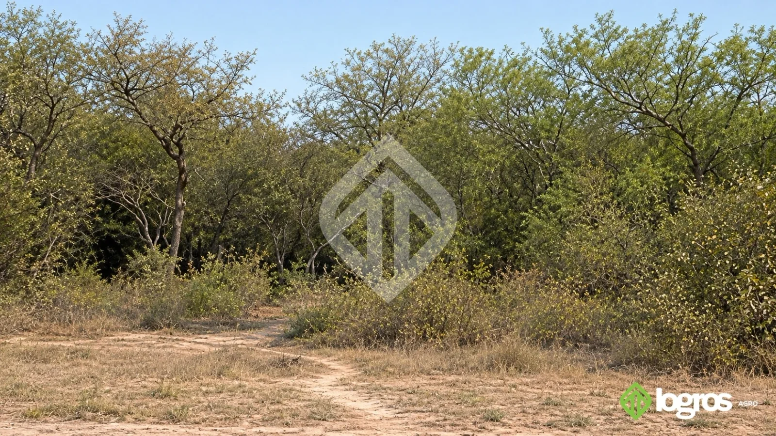Campo Ganadero 1000 ha de monte sobre ruta asfaltada | Rivadavia B. Sur | Salta - Imagen 3