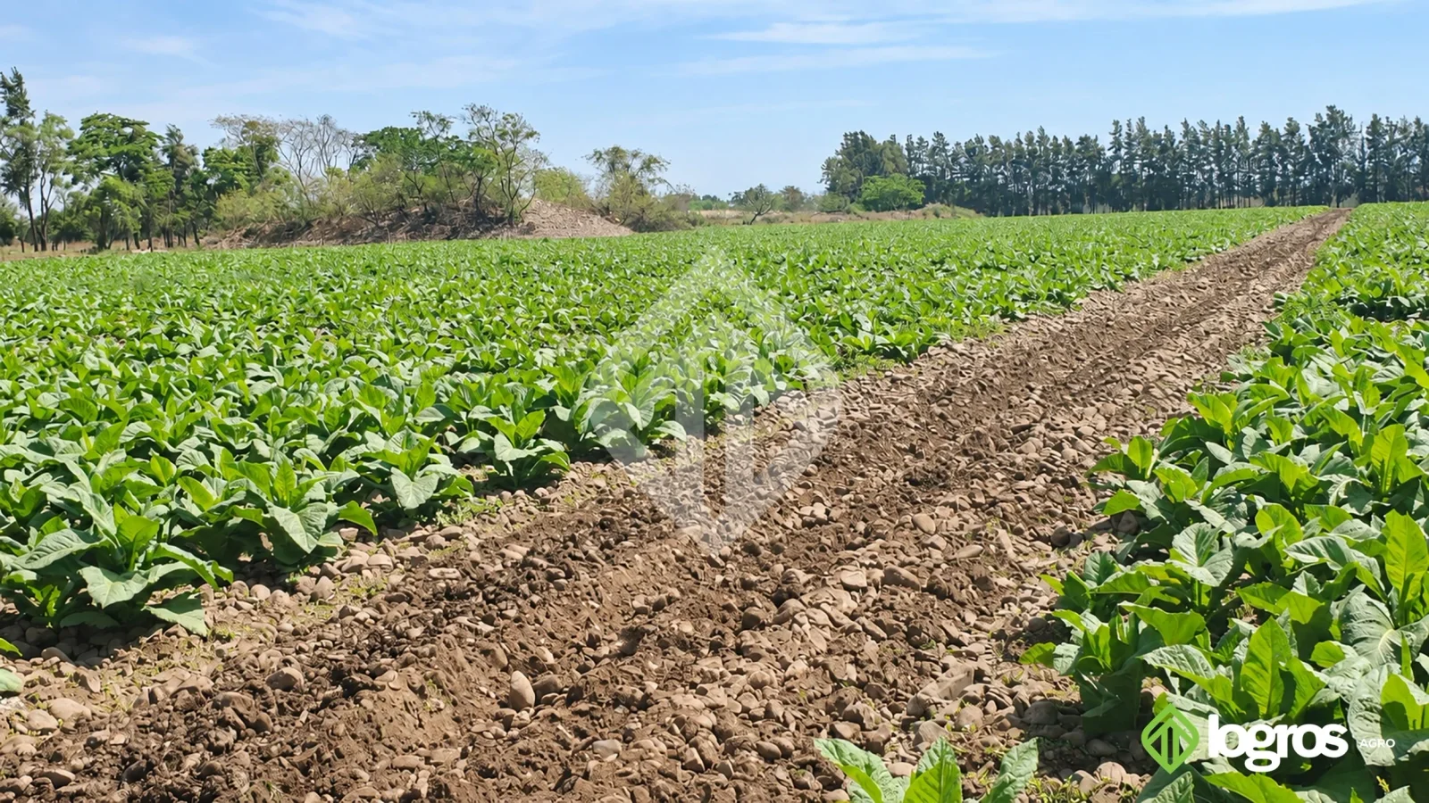 Campo de 26 ha bajo riego en Pampa Blanca | Valle de los Pericos | Jujuy - Imagen 2