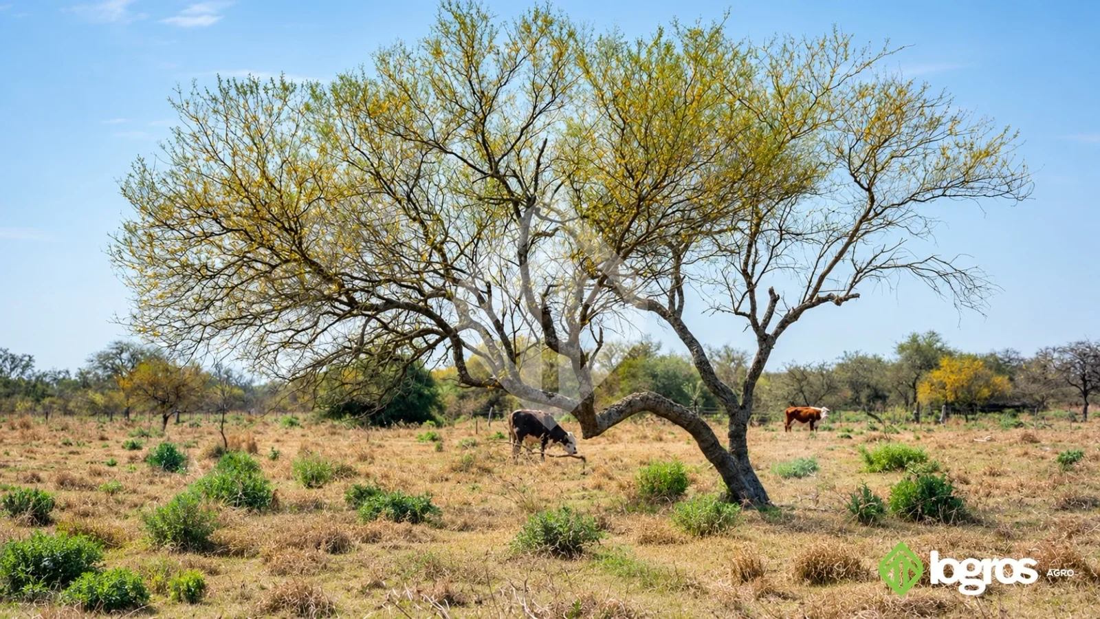 Campo Ganadero 1000 ha de monte sobre ruta asfaltada | Rivadavia B. Sur | Salta - Imagen 5