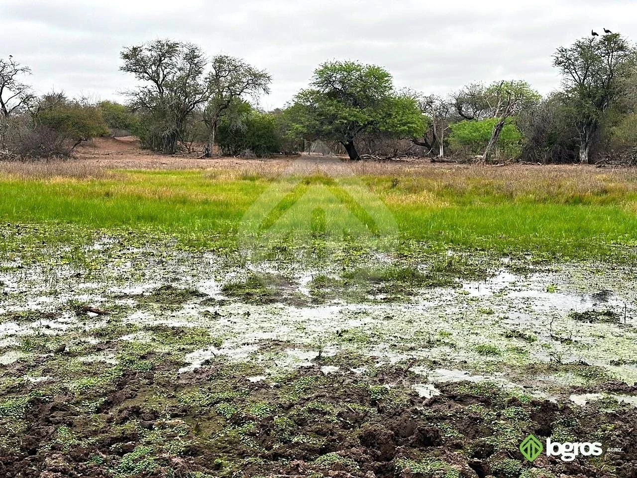 Campo ganadero de 3440 ha | sobre ruta | Los Blancos, Rivadavia | Salta - Imagen 3