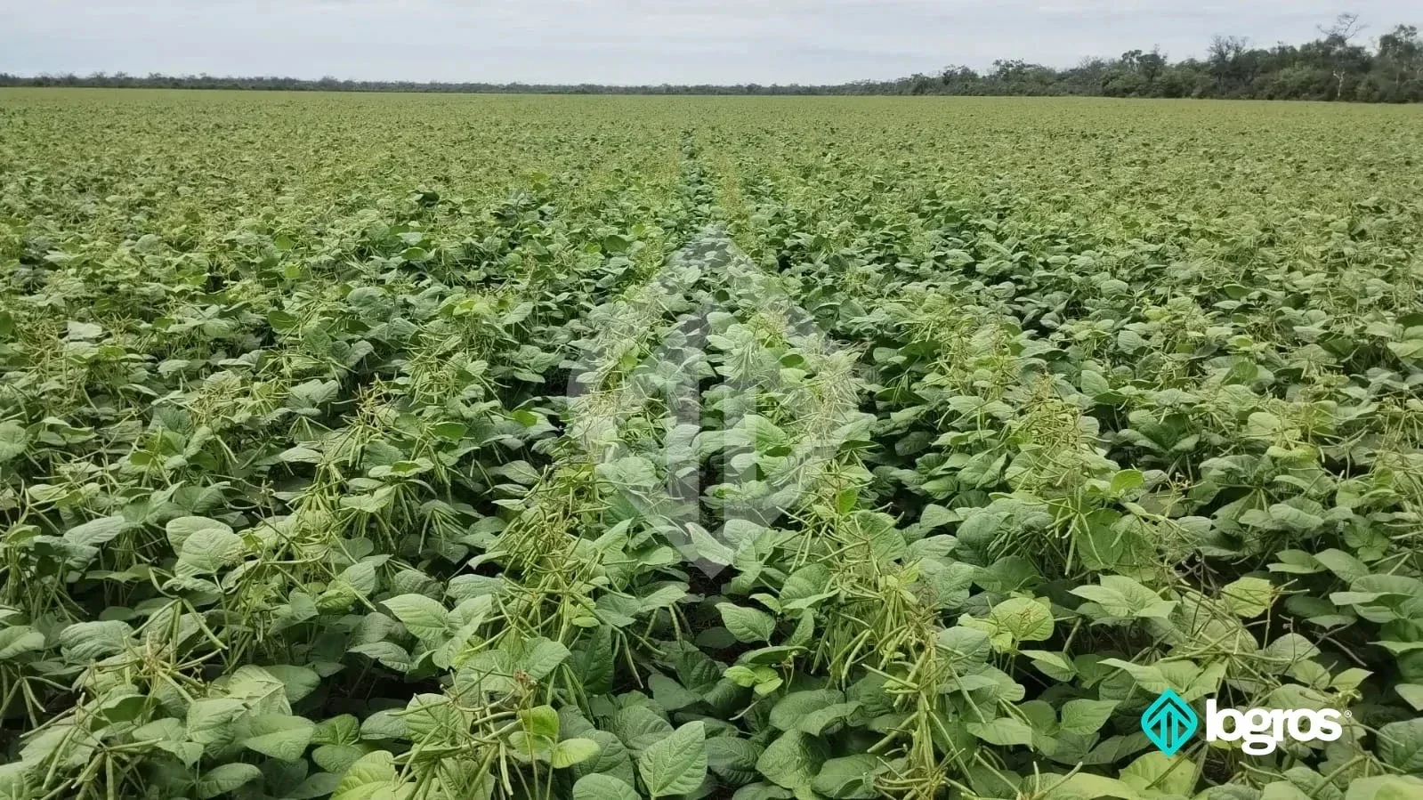 En Venta | Campo agrícola de 2.900 ha en zona porotera | RP 5 | Salta - Imagen 1