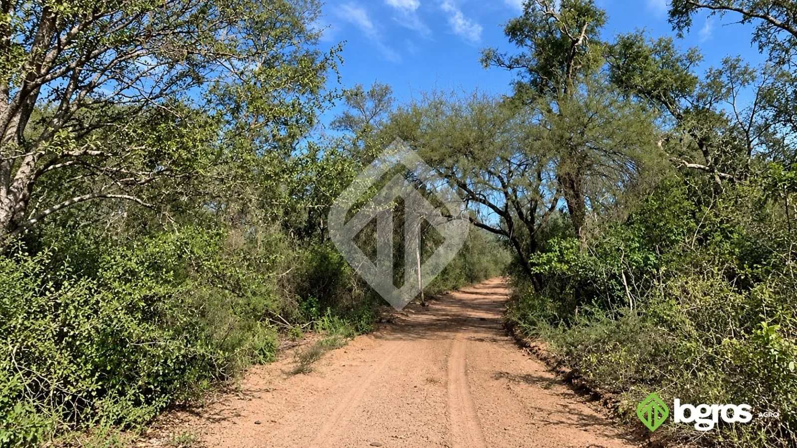Campo Ganadero 1000 ha de monte sobre ruta asfaltada | Rivadavia B. Sur | Salta - Imagen 2