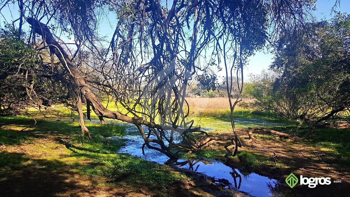 Campo ganadero de 3440 ha | sobre ruta | Los Blancos, Rivadavia | Salta - Imagen 2
