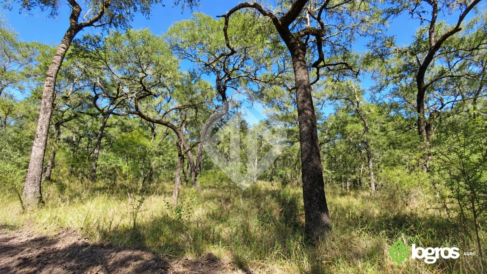Campo Ganadero 1000 ha de monte sobre ruta asfaltada | Rivadavia B. Sur | Salta - Imagen 4