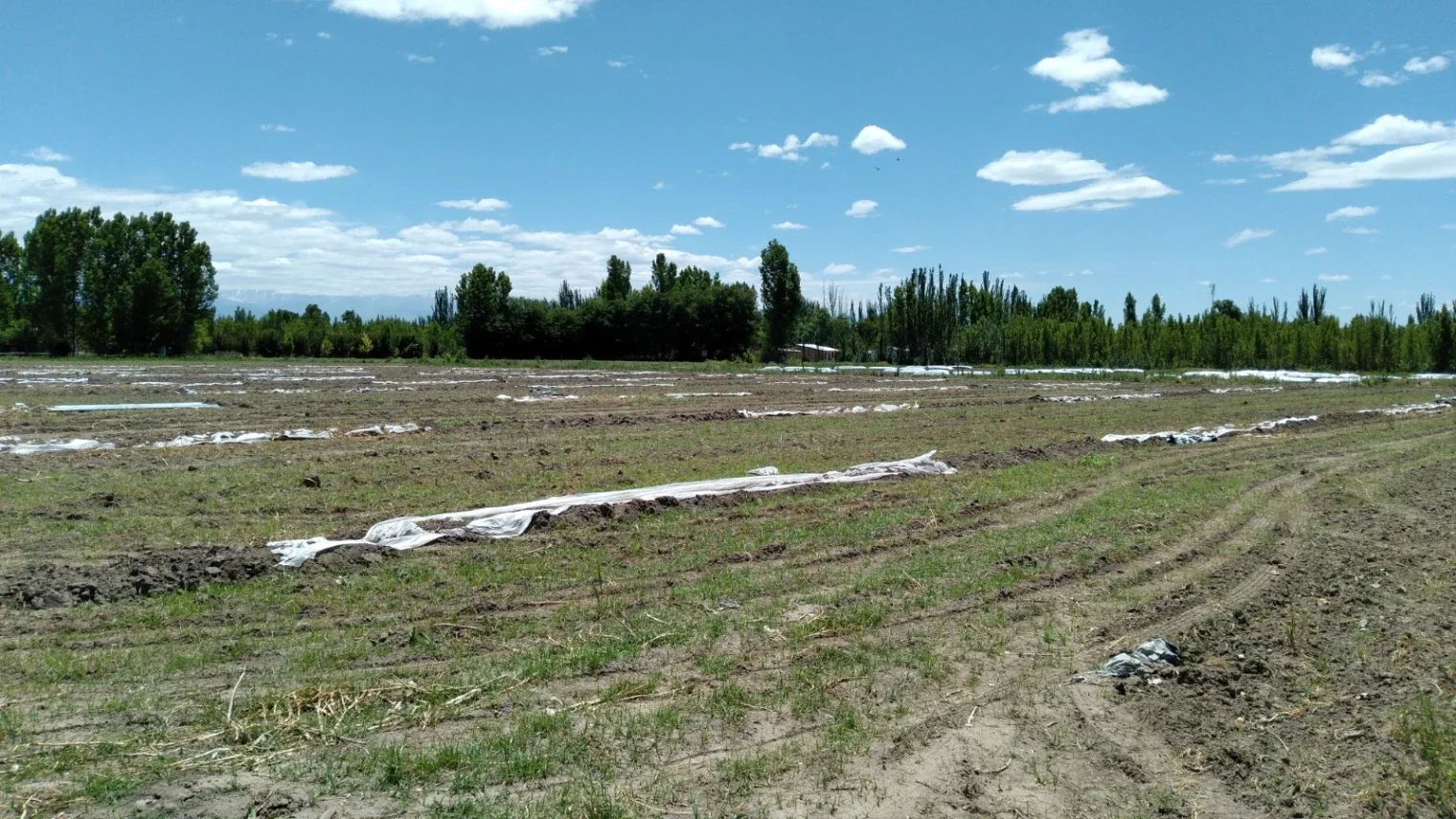 Terreno en Colonia Las Rosas - Imagen 4