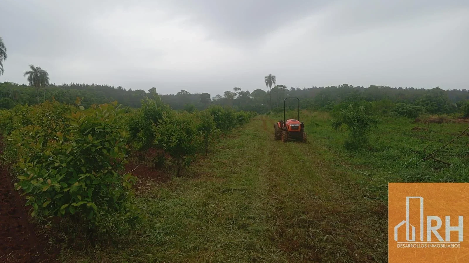 CHACRA EN VENTA | 25 HECTÁREAS CON 14 HA DE YERBA MATE Y ARROYO | GOB ROCA - Imagen 3