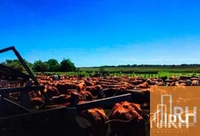 ESTANCIA SAPUCAY | 8.177 HECTÁREAS GANADERAS EN CORRIENTES - Imagen 4