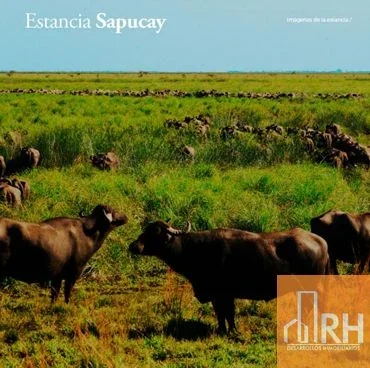 ESTANCIA SAPUCAY | 8.177 HECTÁREAS GANADERAS EN CORRIENTES - Imagen 2