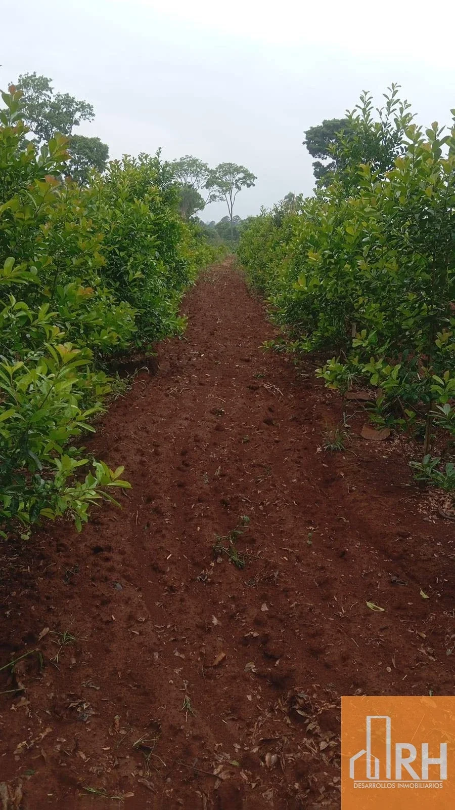 CHACRA EN VENTA | 25 HECTÁREAS CON 14 HA DE YERBA MATE Y ARROYO | GOB ROCA - Imagen 2