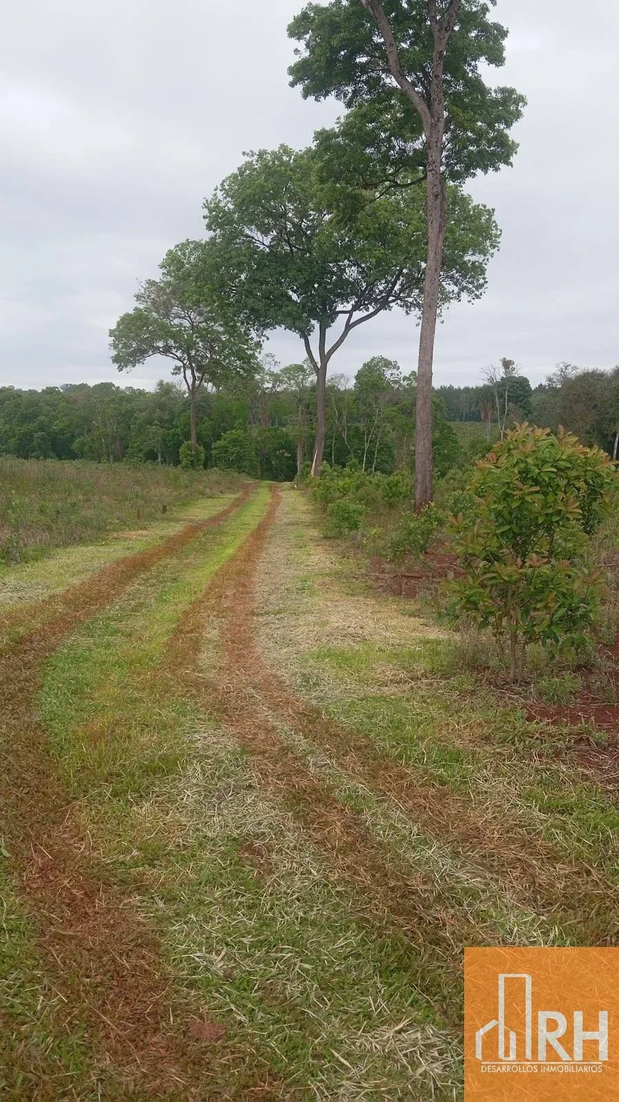 CHACRA EN VENTA | 25 HECTÁREAS CON 14 HA DE YERBA MATE Y ARROYO | GOB ROCA - Imagen 1