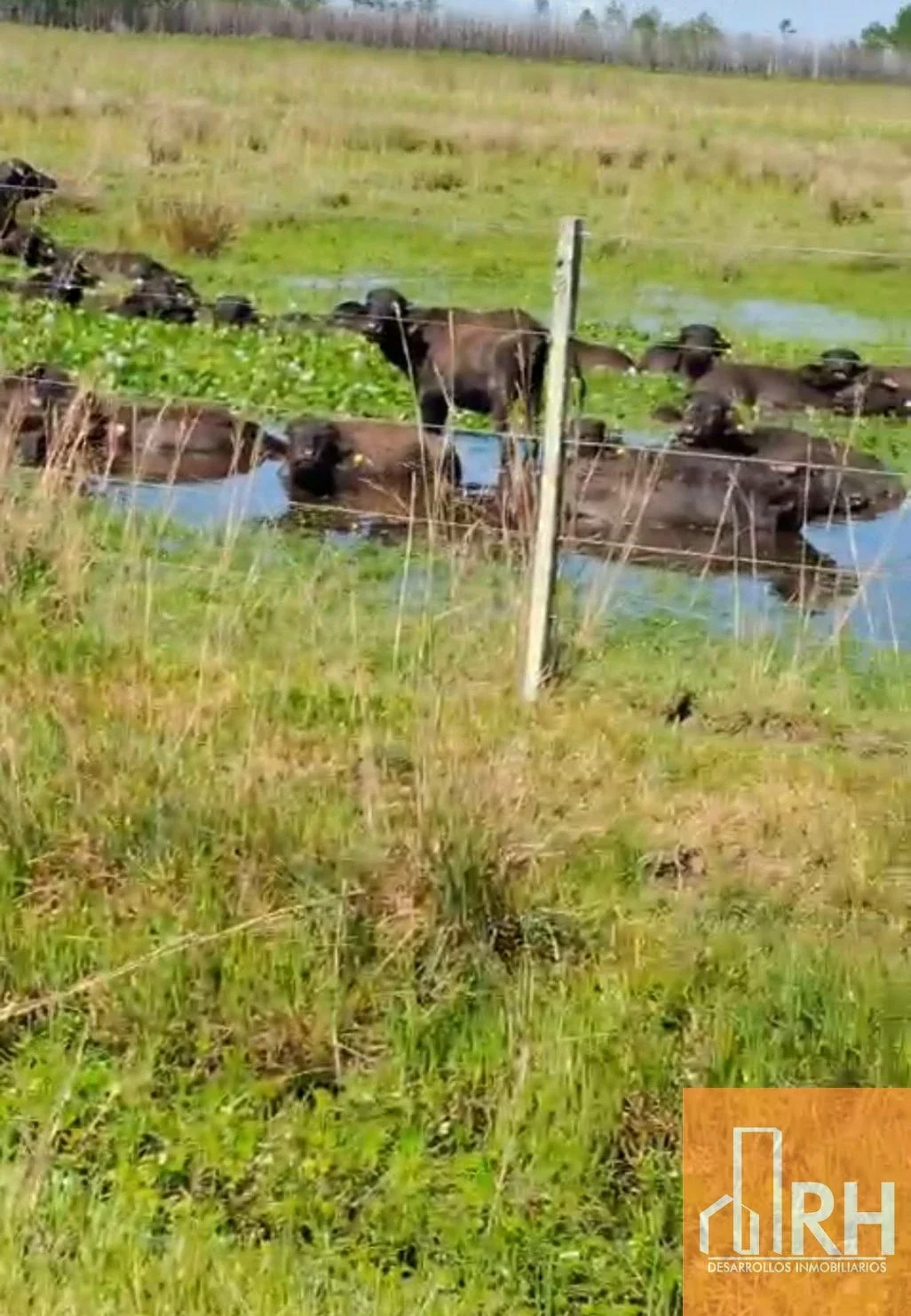 15.160 hect con potencial ganadero, forestal y agrícola en  Villa O.- Corrientes - Imagen 5