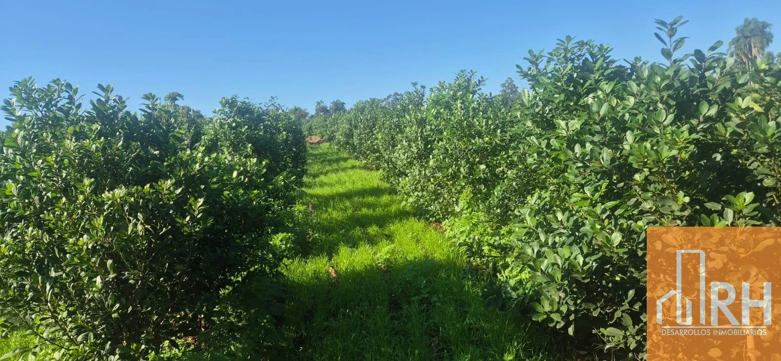CAMPO EN VENTA | 58 HECTÁREAS CON 43 HA DE YERBA MATE EN PRODUCCIÓN - Imagen 5