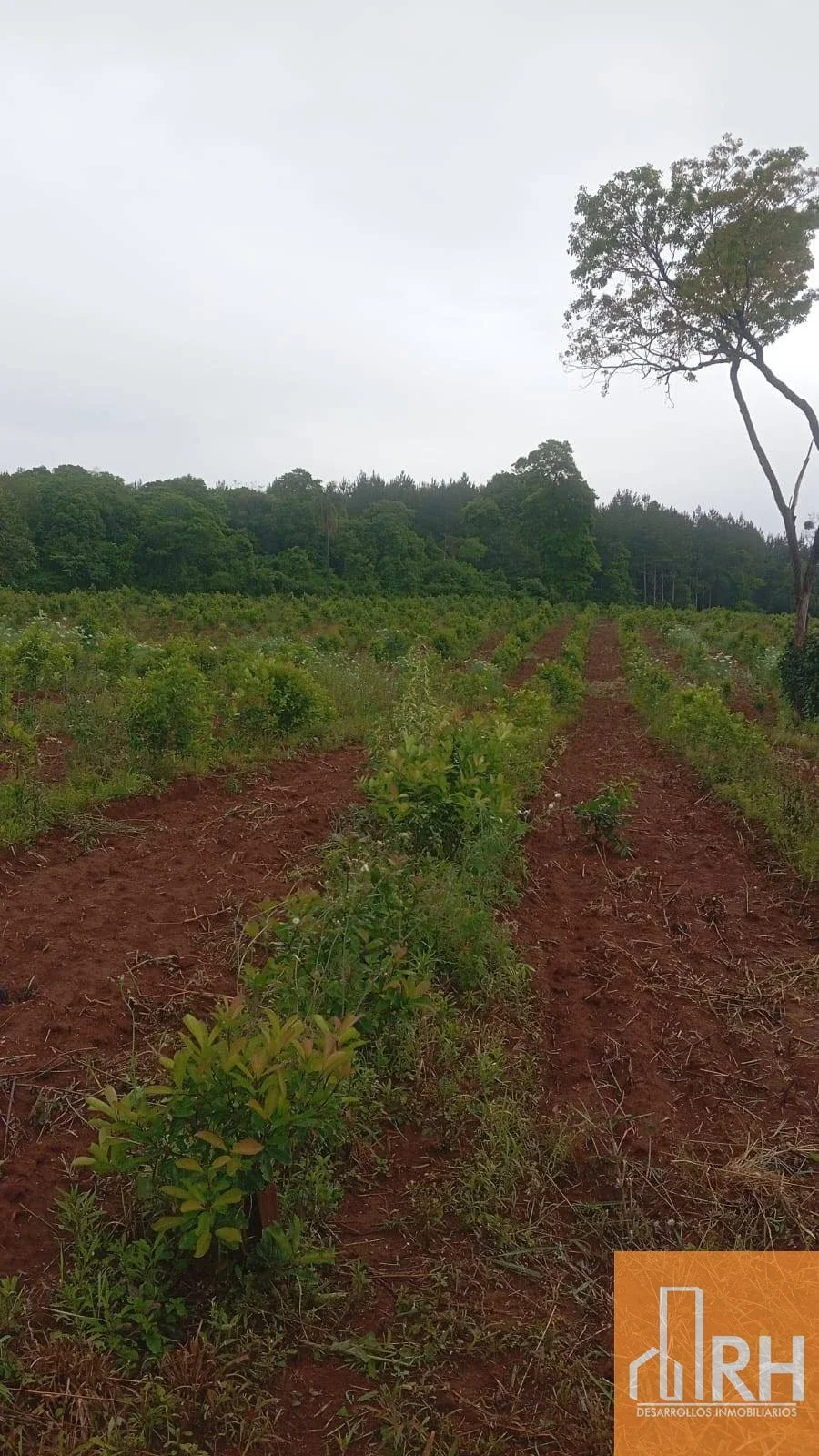 CHACRA EN VENTA | 25 HECTÁREAS CON 14 HA DE YERBA MATE Y ARROYO | GOB ROCA - Imagen 4