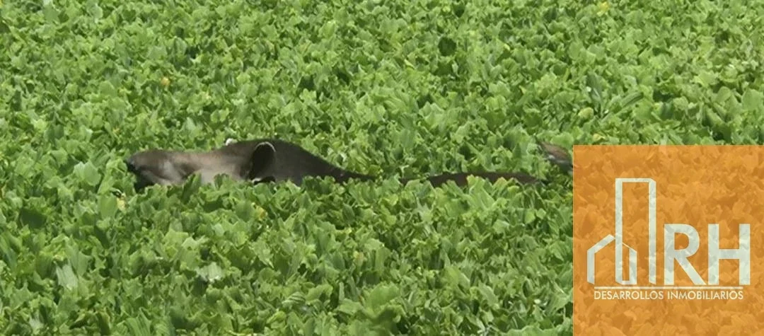 LOTES SOBRE EL RÍO IGUAZÚ: UNA OPORTUNIDAD ÚNICA EN ANDRESITO - Imagen 2