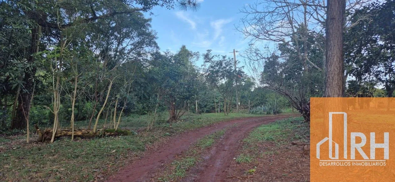 CAMPO EN VENTA | 58 HECTÁREAS CON 43 HA DE YERBA MATE EN PRODUCCIÓN - Imagen 3