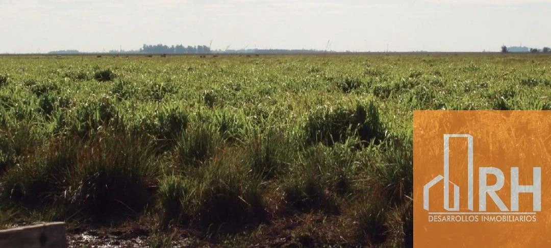 15.160 hect con potencial ganadero, forestal y agrícola en  Villa O.- Corrientes - Imagen 2