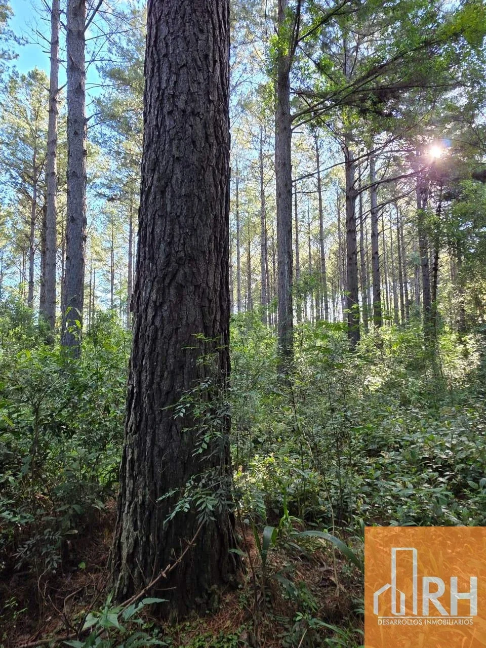 Terreno en venta de 3.2ha ubicado en Eldorado - Imagen 1