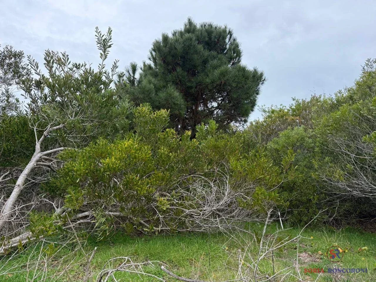 Lote de 660 m² en entorno forestado - Imagen 3