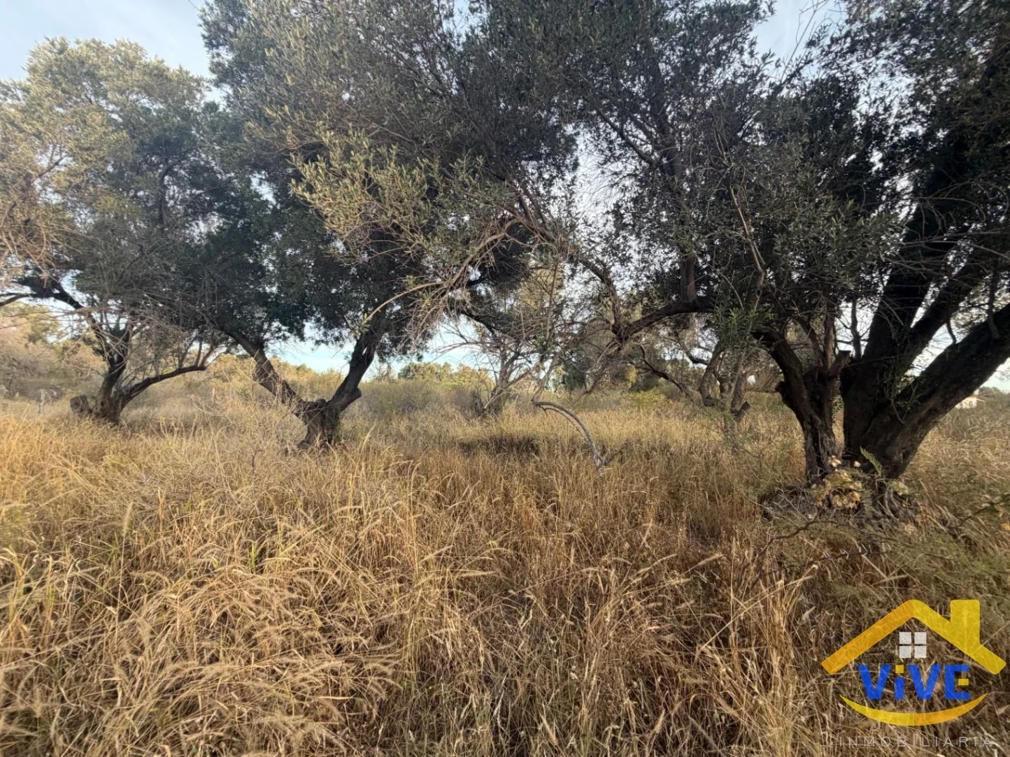 Terrenos / Lotes en venta 6800m2 cada uno en Cruz del Eje - Imagen 4