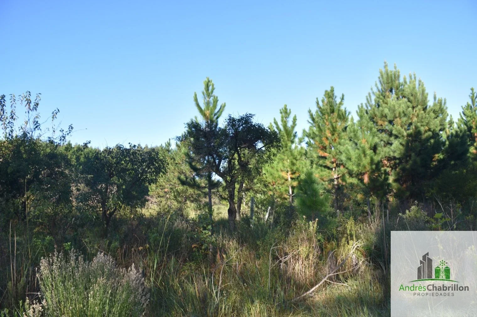Campo en venta de 8.5ha ubicado en Puerto Yeruá - Imagen 3