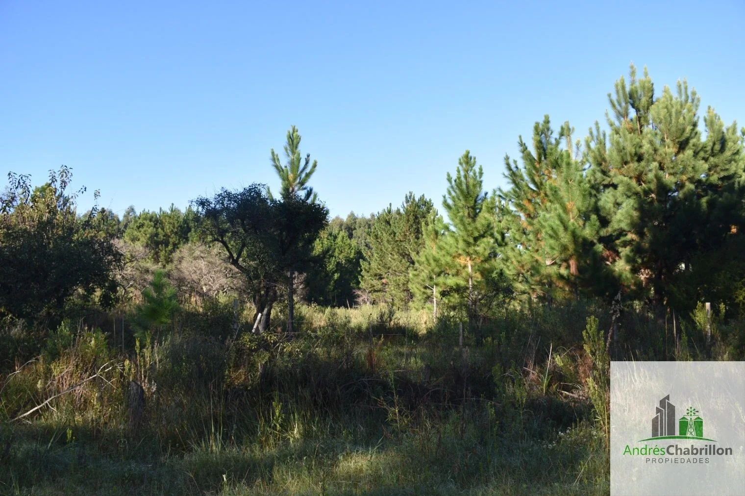 Campo en venta de 8.5ha ubicado en Puerto Yeruá - Imagen 4