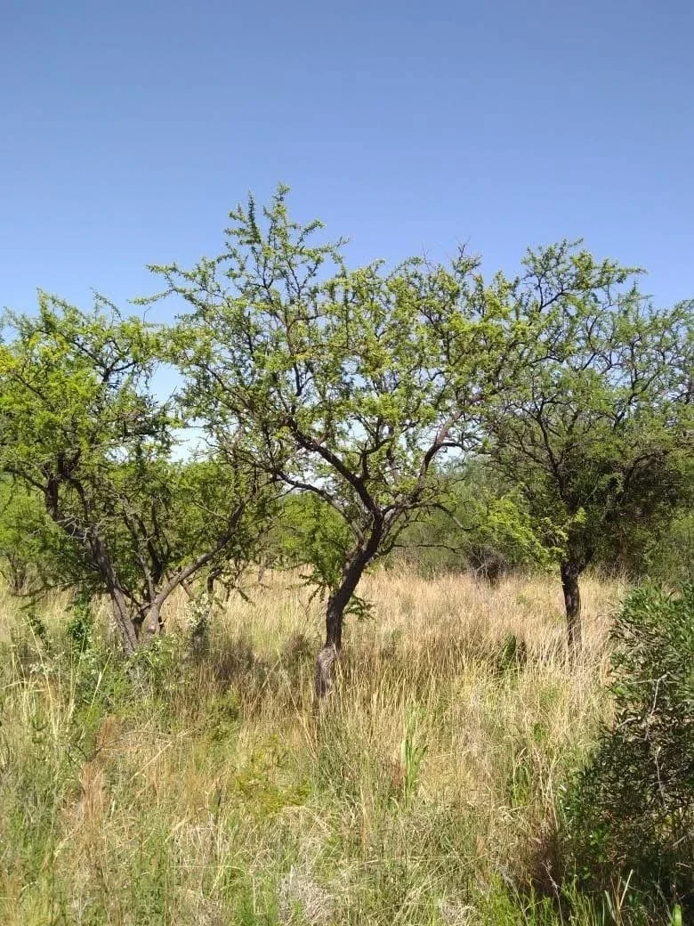 Terreno / Lote en venta de 1400m2 ubicado en Cruz Caña - Imagen 5