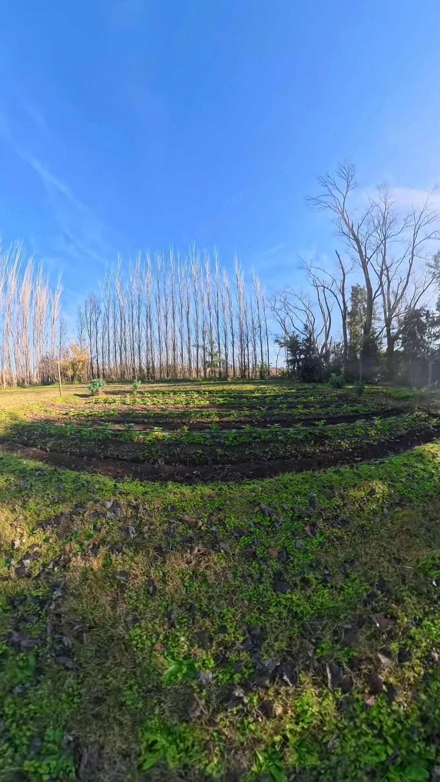Chacra en venta de 10000m2 ubicado en Saladillo - Imagen 5