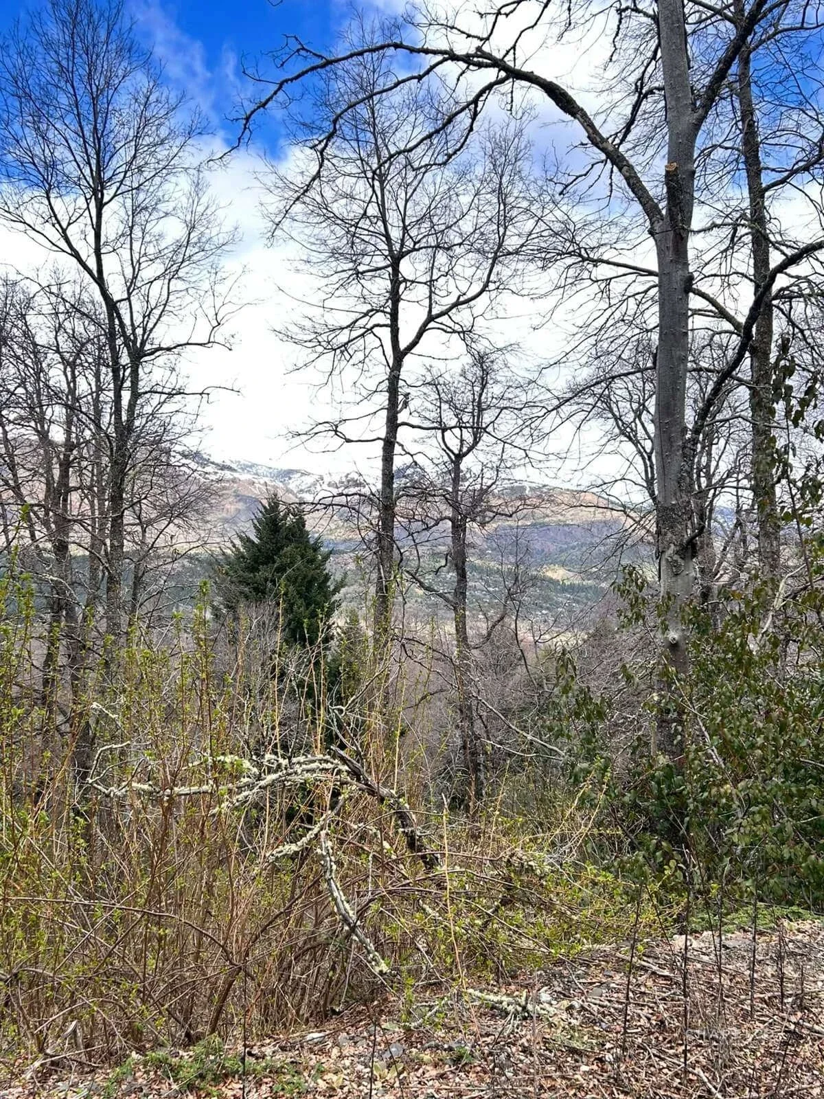 Terreno / Lote en venta de 3967.42m2 ubicado en San Martin de los Andes - Imagen 2