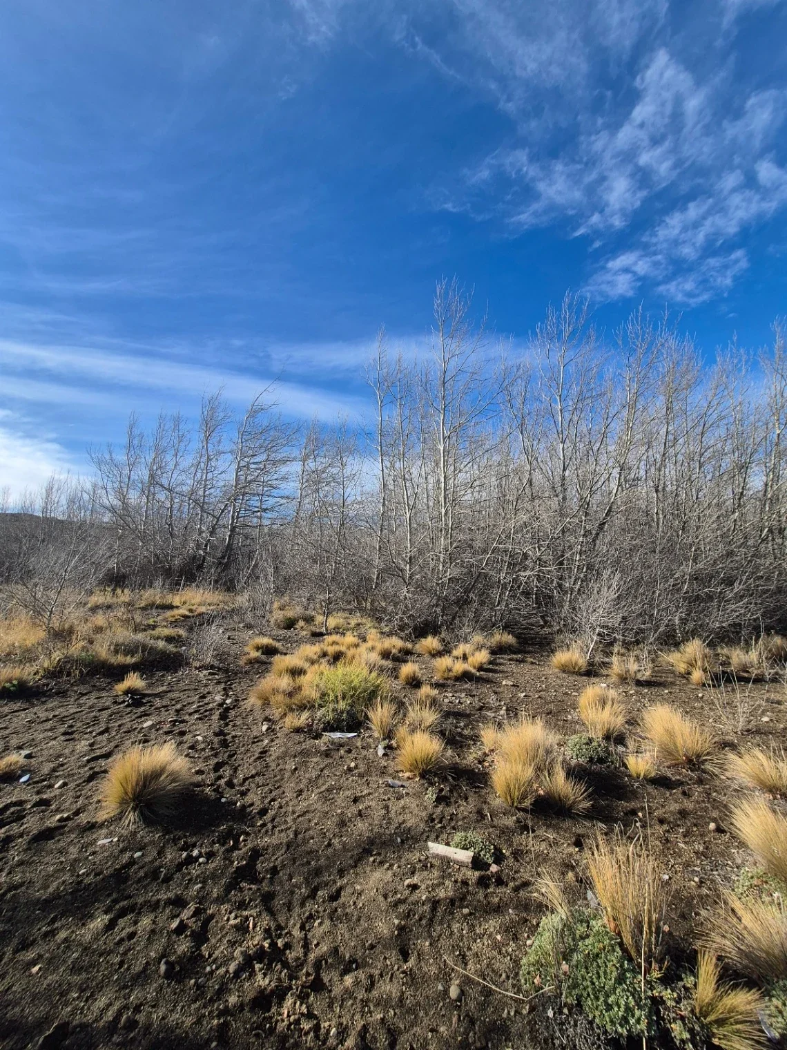 Terreno / Lote en venta de 1155m2 ubicado en Junín de los Andes - Imagen 3