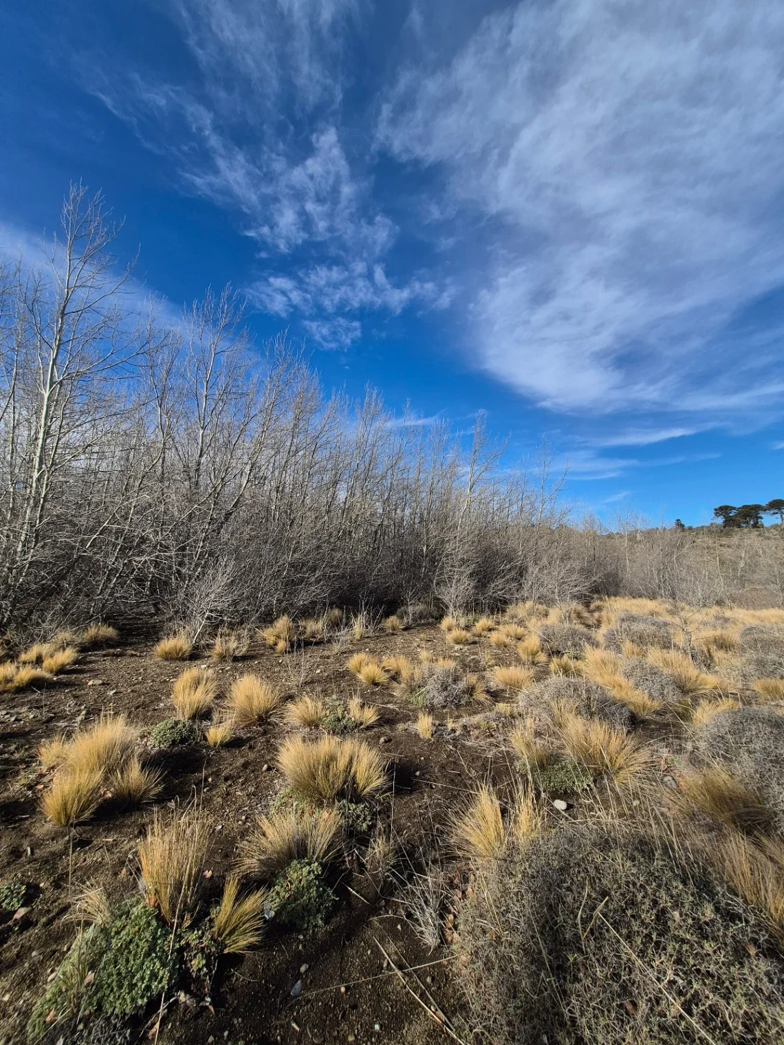 Terreno / Lote en venta de 1155m2 ubicado en Junín de los Andes - Imagen 2