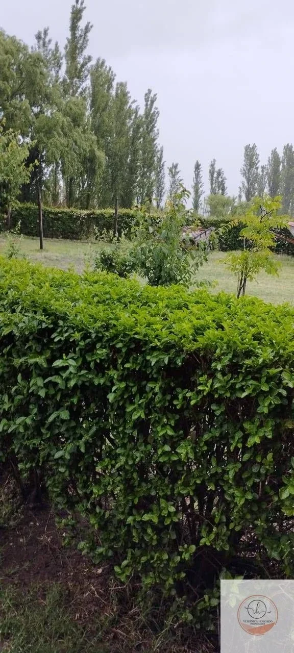 VENTA CASA QUINTA MAS SALÓN DE USOS MÚLTIPLES-LAS PAREDES - SAN RAFAEL - MENDOZA - Imagen 2