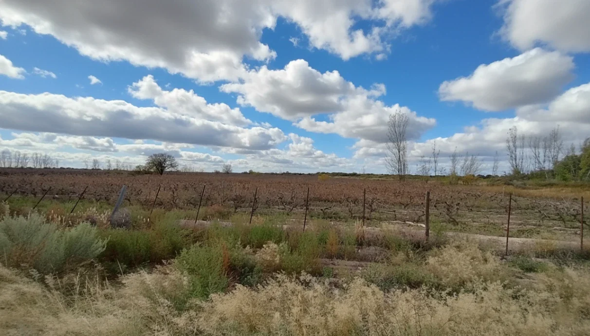 37 HECTÁREAS | EL LIENZO EN BLANCO PARA TU GRAN PROYECTO AGRÍCOLA EN MENDOZA - Imagen 4