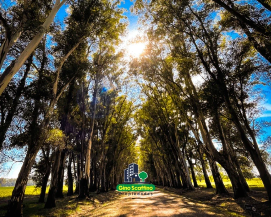 Terreno / Lote en venta de 2360.07m2 ubicado en Villa Ruiz - Imagen 5