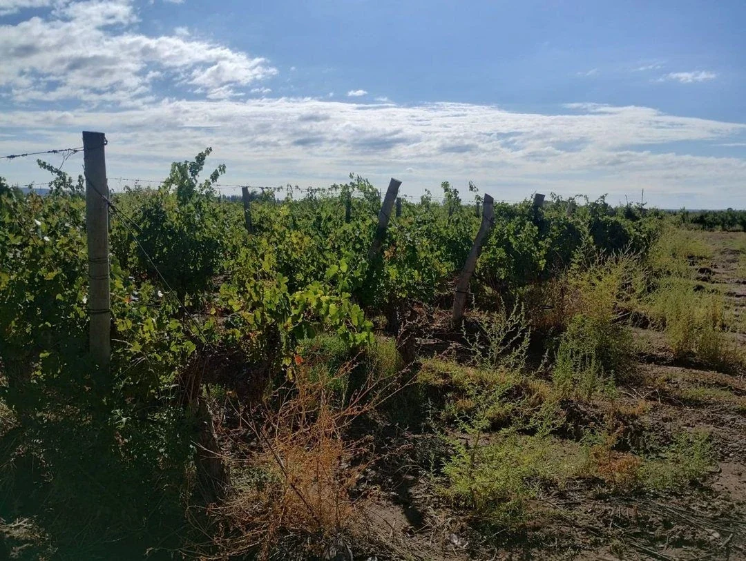 Venta de finca de 27 hectáreas en Ugarteche, Luján de Cuyo, Mendoza - Imagen 2